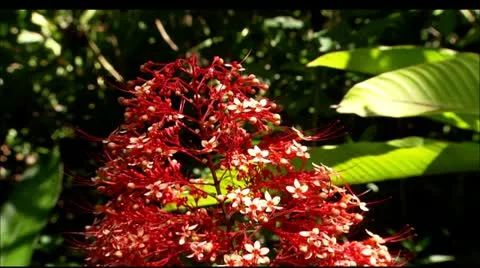 Hwi flower3 Stock Footage 22647564
