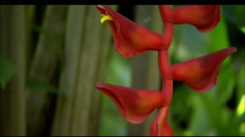 Hwi flower4 Stock Footage 22647635