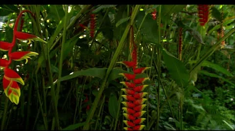 Hwi flower5 Stock Footage 22647721