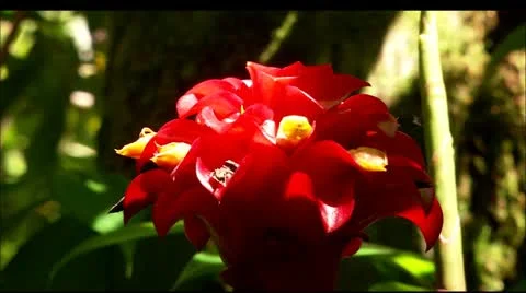 Hwi flower6 Stock Footage 22647768