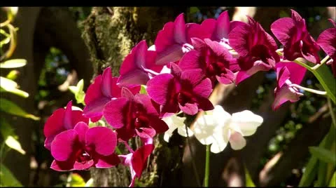 Hwi flower7 Stock Footage 22647843