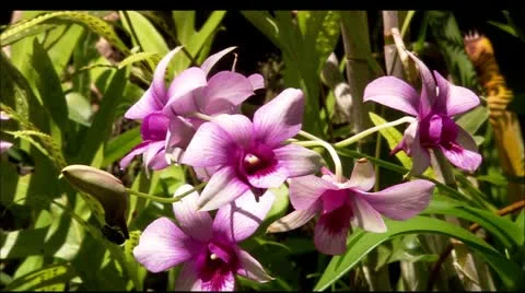 Hwi flower8 Stock Footage 22647895