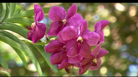 Hwi flower9 Video stock 22647967