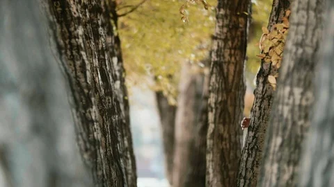 Hy-spy. Slow motion. The scene is in park among the trees. than mother and son Stock-Footage 112808623
