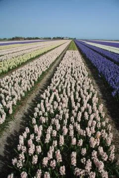 Hyacint fields Stock Photos