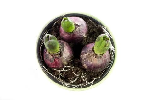 Hyacinth - 06 Stock Photos