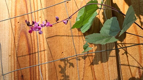 Hyacinth bean flowers Stock Footage 42932519