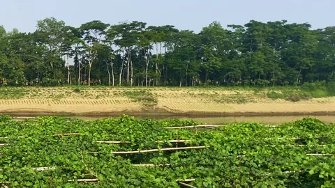 Hyacinth bean or lablab bean farming, Bangladesh Video stock 328963367