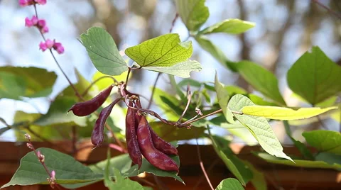Hyacinth bean vine Stock Footage 42931275