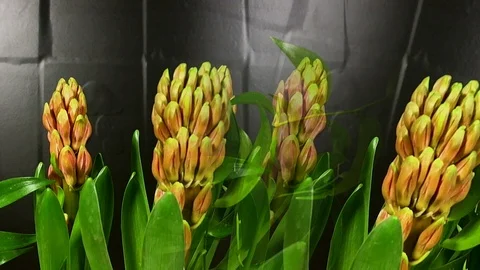 Hyacinth Blooming on Black Background Time Lapse Stock Footage 88220448