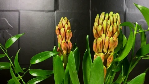 Hyacinth Blooming on Black Background Time Lapse Stock Footage 88243235