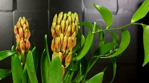 Hyacinth Blooming on Black Background Time Lapse Stock Footage 88464798