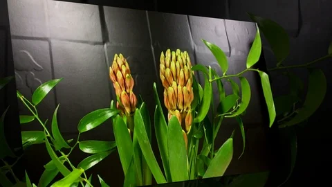 Hyacinth Blooming on Black Background Time Lapse Stock Footage 88469850