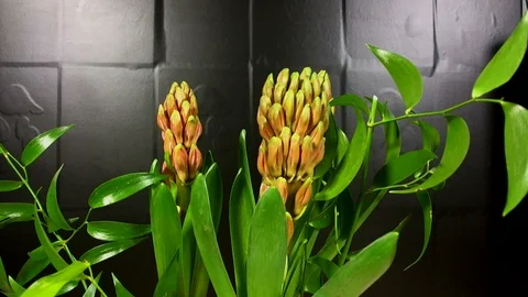 Hyacinth Blooming on Black Background Time Lapse Stock Footage 88479140
