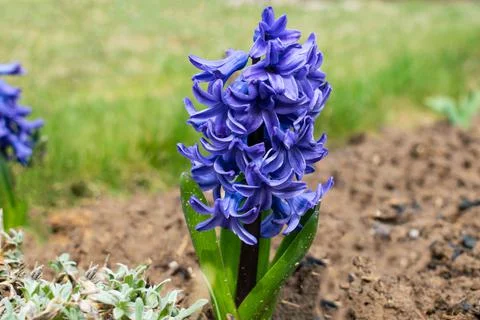 Hyacinth blossom. Blue flower in the garden. Stock Photos