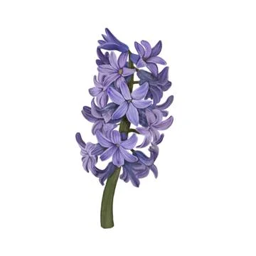 Hyacinth blue jacket Stock Illustration