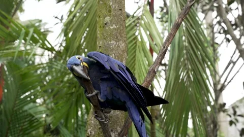 Hyacinth Blue Macaw Using Beak On Small Branch. Slow Motion Shot Stock Footage 255318996