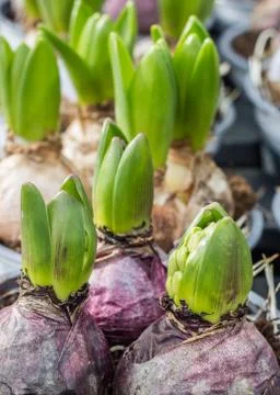 Hyacinth bulb Foto stock