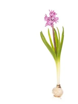 Hyacinth with bulb Foto stock