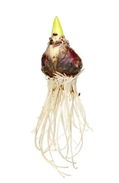 Hyacinth bulb Stock Photos