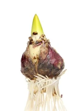 Hyacinth bulb Stock Photos