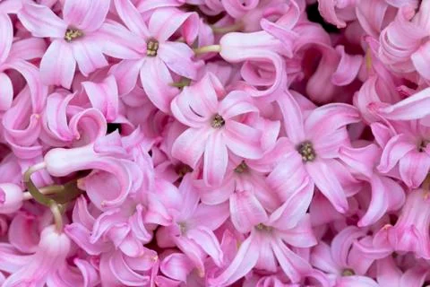 Hyacinth close up 스톡 사진