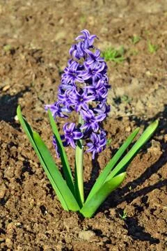 Hyacinth closeup Stock Photos