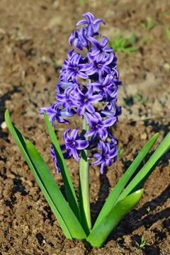 Hyacinth closeup Stock Photos