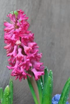 Hyacinth covered with drops Stock Photos