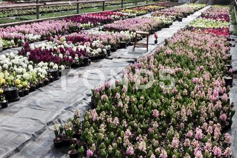 Hyacinth. Field of colorful spring flowers hyacinths plants, floral pattern Stock Photos