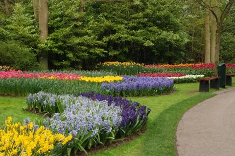 Hyacinth field Stock Photos