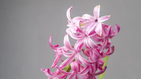 Hyacinth flower close-up on a light background Stock Photos