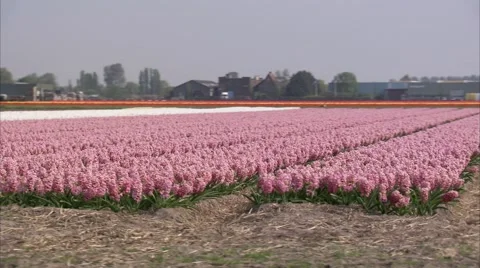 Hyacinth Flower field Stock Footage 3930584
