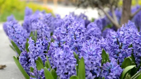 Hyacinth Flower 스톡 동영상 83585709