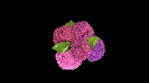 Hyacinth Flower Stock Footage 88435846