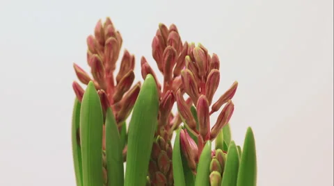 Hyacinth flower growing timelapse 動画素材 48478640