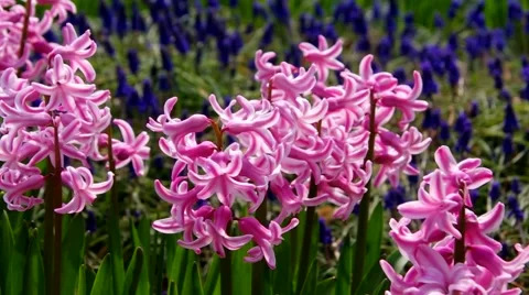 Hyacinth flower in spring Stock Footage 52270308