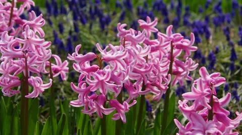 Hyacinth flower in spring Stock Footage 59305364