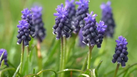 Hyacinth flowers in dew drops on a background of green grass Video stock 75546810