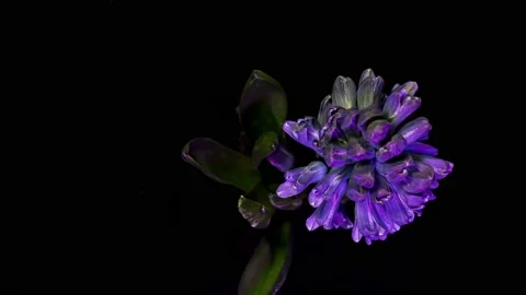 Hyacinth flowers opening Stock Footage 236196556