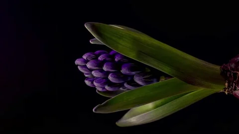 Hyacinth flowers opening Stock Footage 236196558
