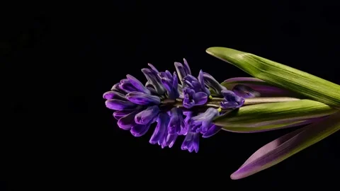 Hyacinth flowers opening Stock Footage 236196561