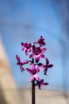 Hyacinth flowers Stock Photos