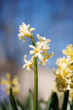 Hyacinth flowers Stock-Fotos