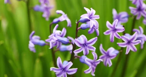 Hyacinth flowers sway in the wind. spring flowers Slow motion Stock Footage 153414150