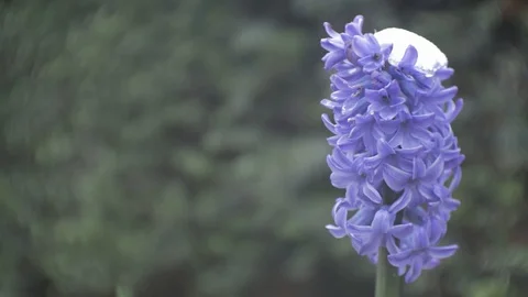 HYACINTH 스톡 동영상 87345721