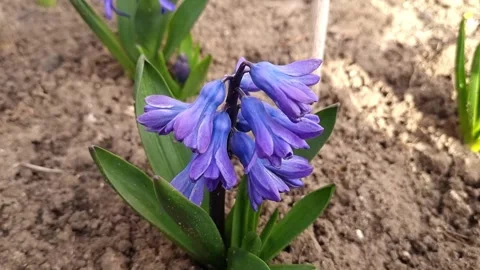 Hyacinth In The Garden Close-Up Stock Footage 305532204