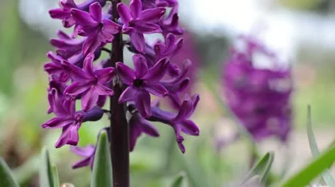 Hyacinth (Hyacinthus) Stock Footage 13995915