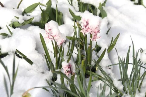 Hyacinth (Hyacinthus) Stock Photos