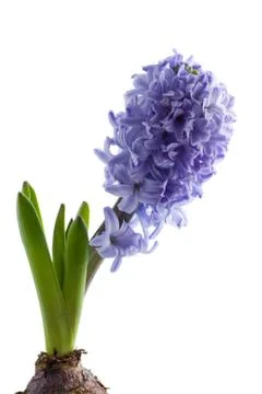 Hyacinth isolated Foto stock